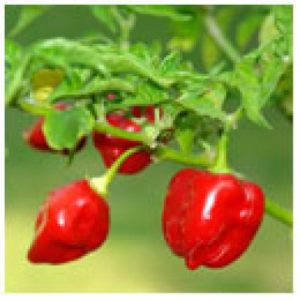 Sweet Dragon Balsamic Soy Sauce - Pineapple Habanero 12 oz.