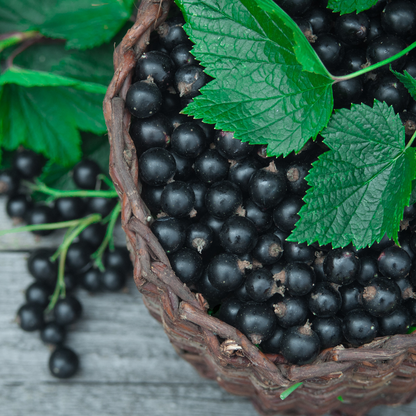 Black Currant Balsamic 375mL