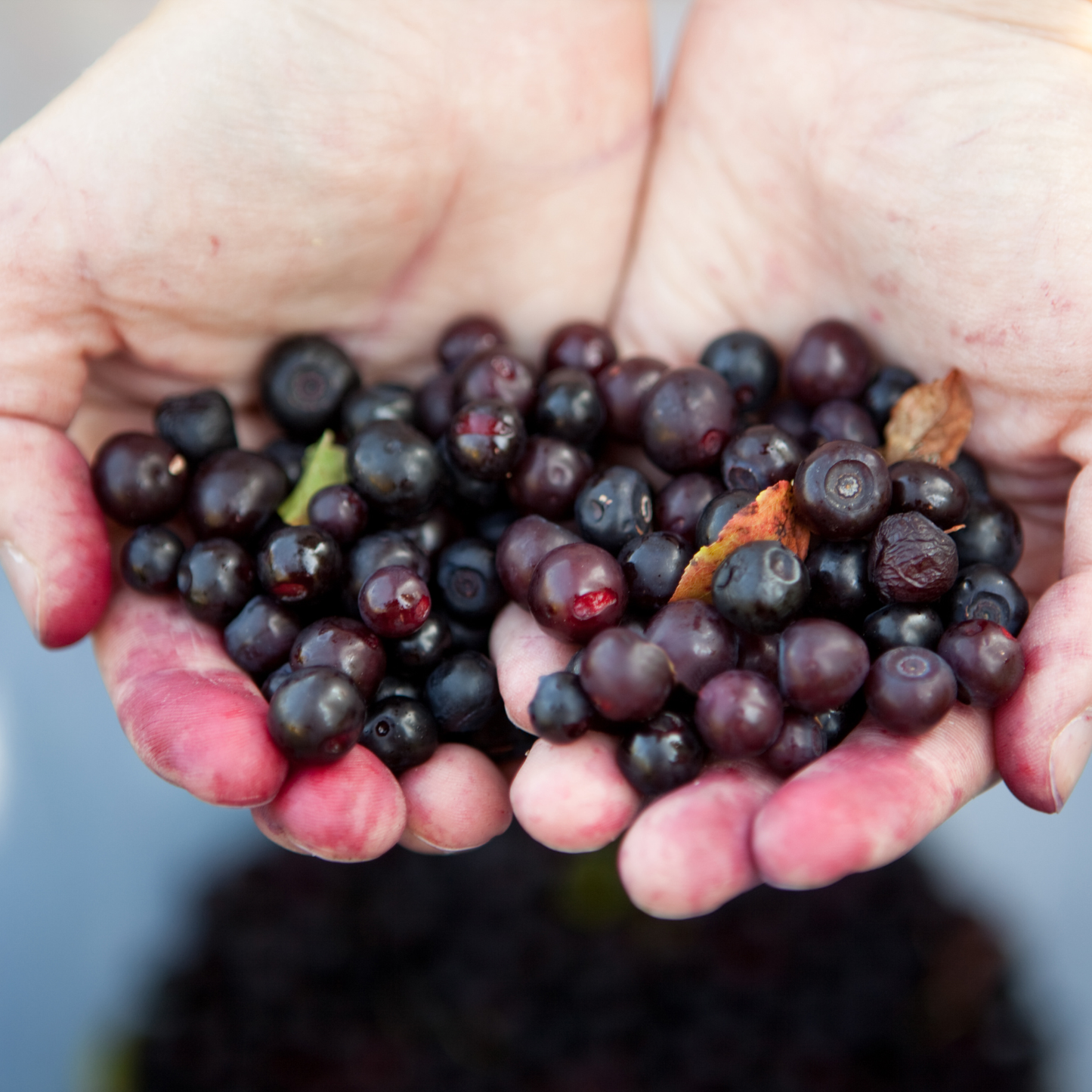 Huckleberry White Balsamic 375mL