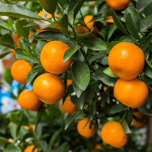 Mandarin Orange White Balsamic 375mL