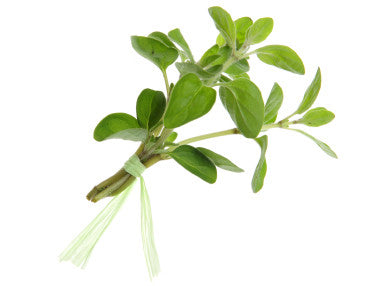 Oregano Extra Virgin Olive Oil 375mL