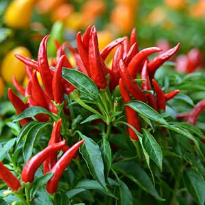 Fire in the Pit Stuffed Olives