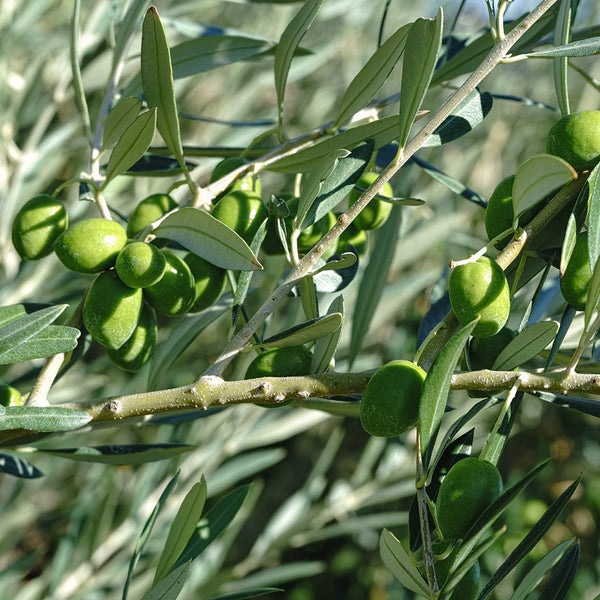 Hojiblanca Extra Virgin Olive Oil 375mL